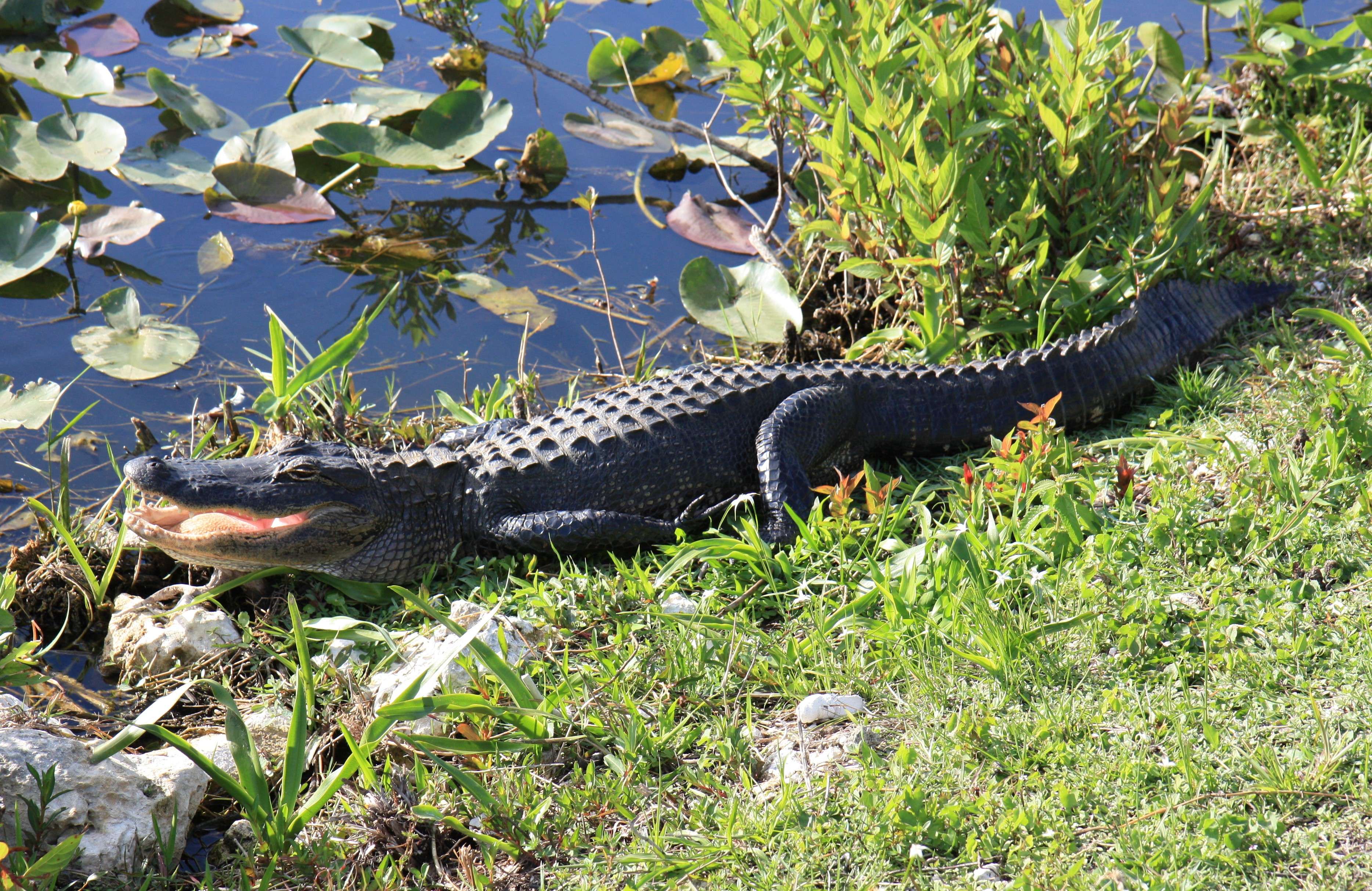 An open-mouth alligator